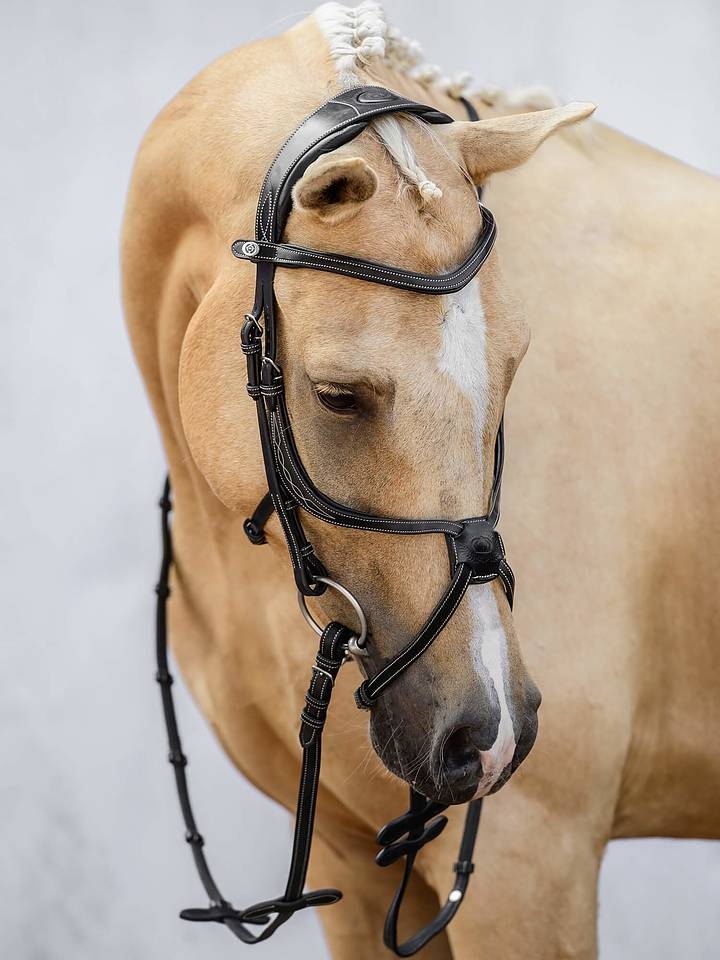 Limited Bridle