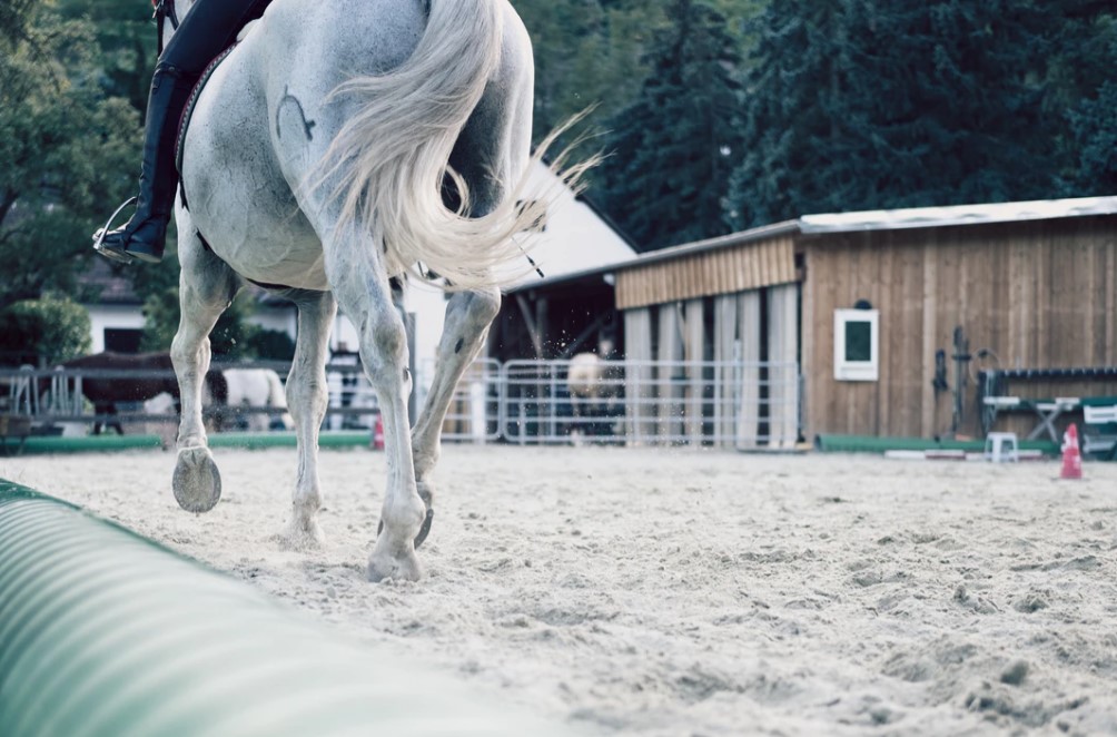 Trail Horse Hoof Care