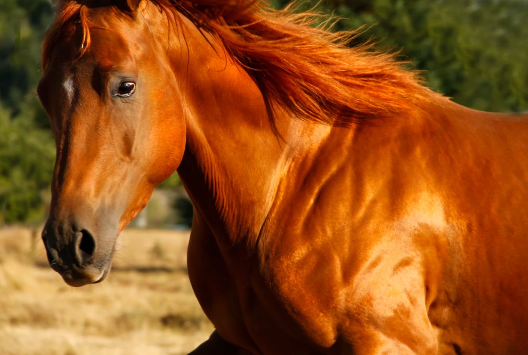 A new way to evaluate loss of muscle mass in horses