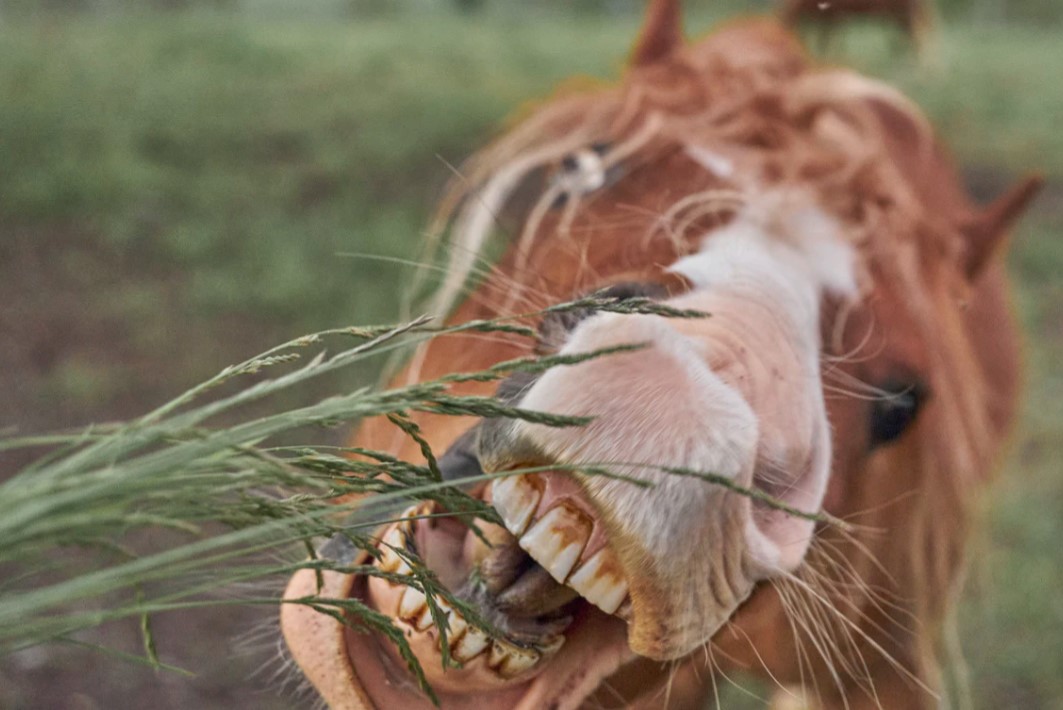 How to Tell a Horse's Age by Its Teeth