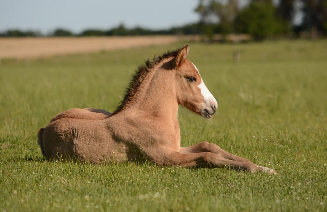 What Can I Do With a Yearling?