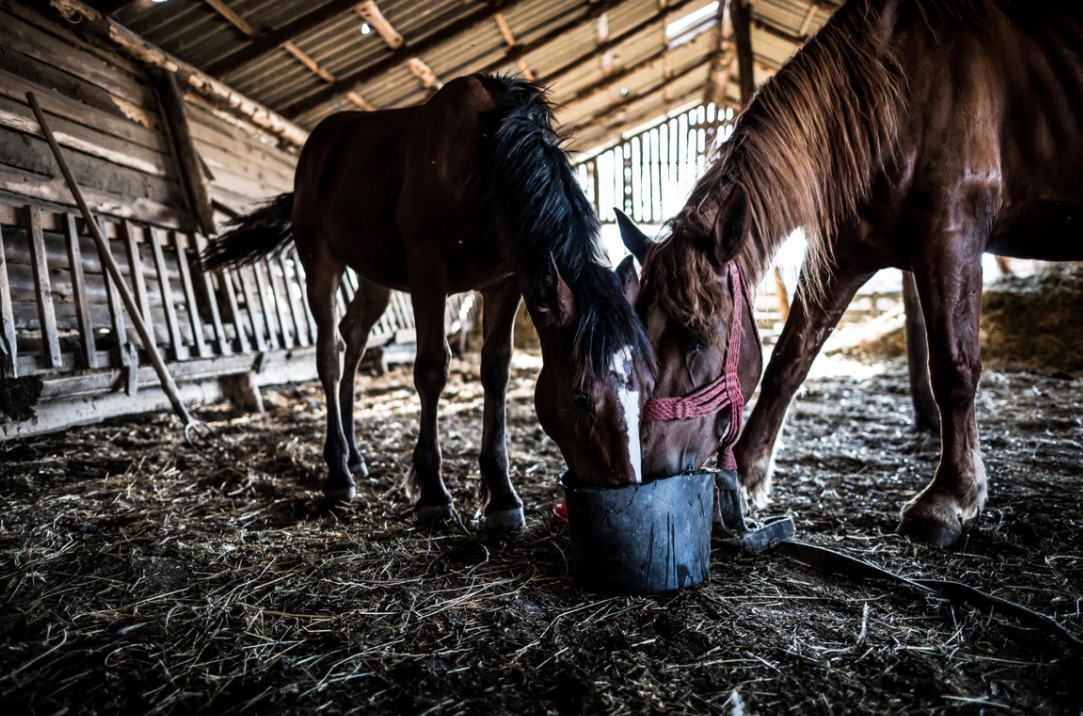 10 keys to equine gut health