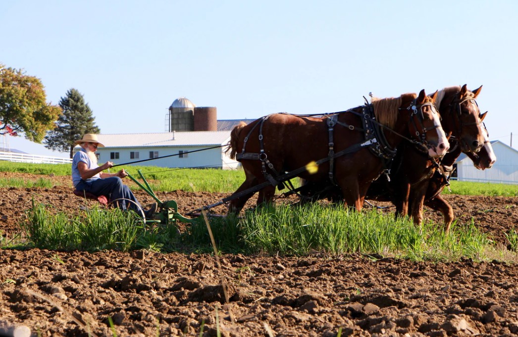 How Much Weight Can A Draft Horse Carry?