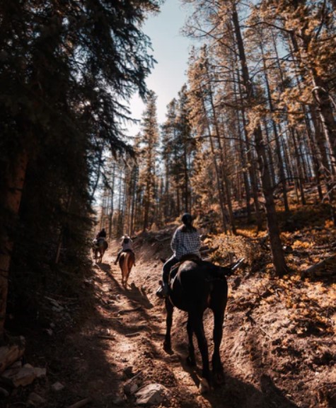 Get your horse ready for long summer rides