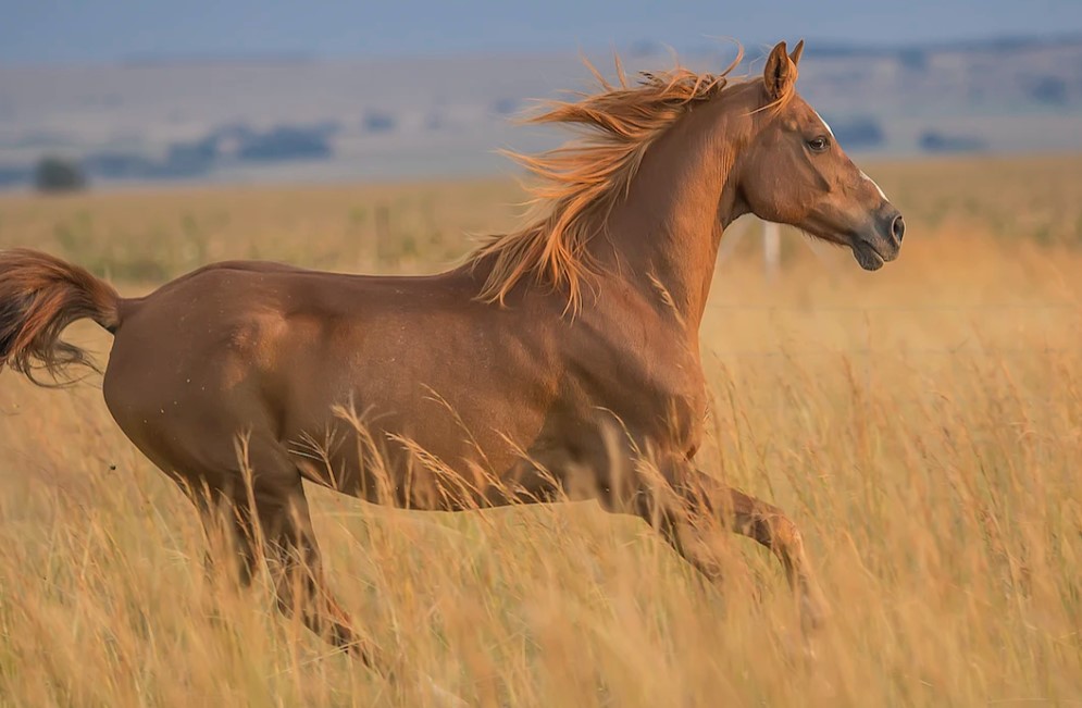 What to do about a Rolling Horse