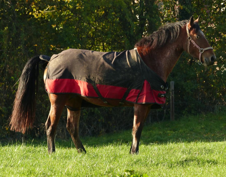 Is It Possible to Disinfect Horse Blankets?